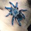 Tarantula