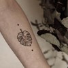 Monstera