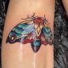 Moth