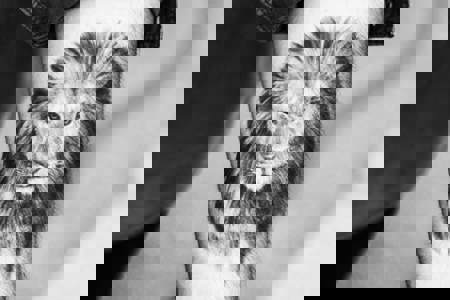 Loewentattoo Tattoo Netzwerk Min